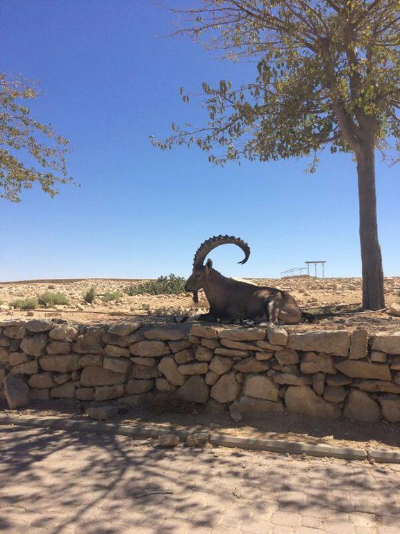 השכרה וסבלט בקומפלקס של יחידות Hotel Mitzpe Ramon Esterno foto