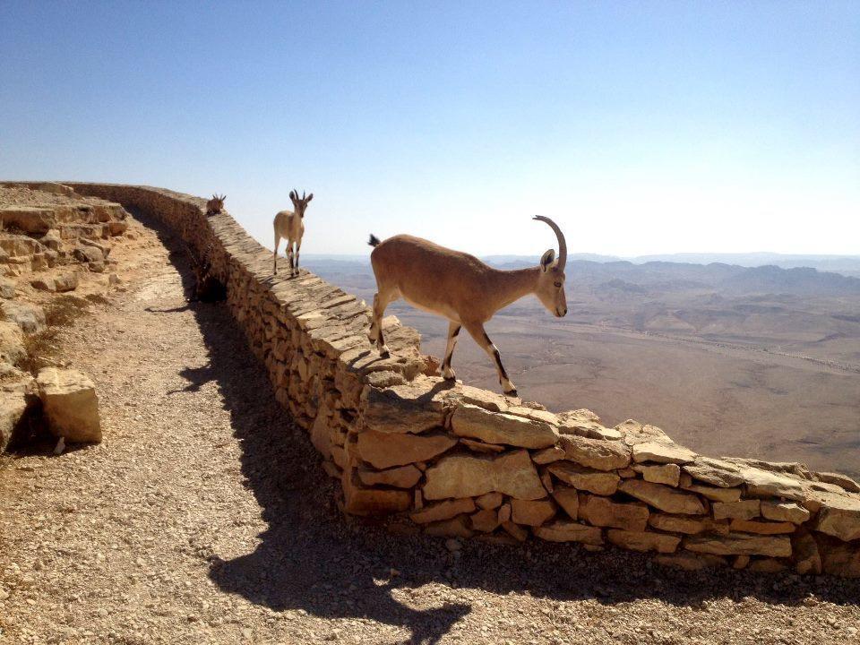 השכרה וסבלט בקומפלקס של יחידות Hotel Mitzpe Ramon Esterno foto