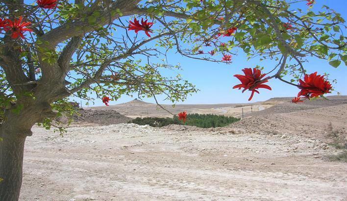 השכרה וסבלט בקומפלקס של יחידות Hotel Mitzpe Ramon Esterno foto